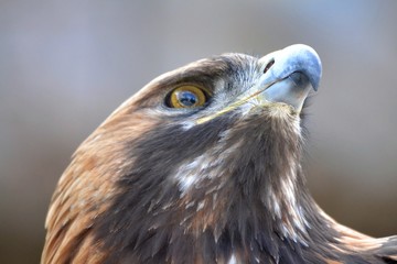 The beak of the eagle