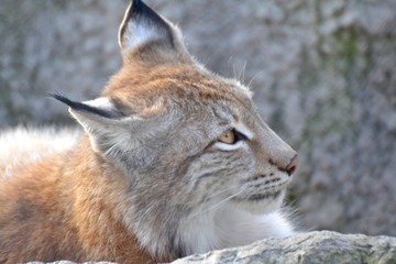 Obraz premium Lynx pressed to their ears