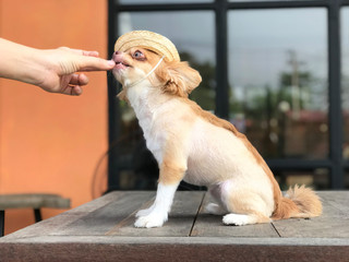 Woman feeding the dog from hands