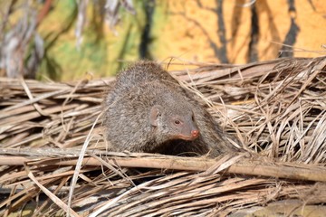 Funny face of a mongoose