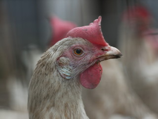 white chicken head close-up