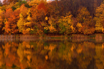 Fototapeta premium Trees Reflection on the Water