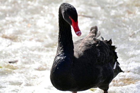 Black Swan On White  Snow