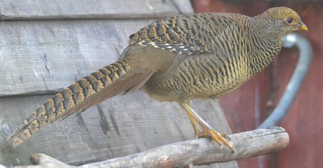 Pheasant on the roof