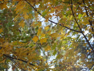 background image of autumn leaves of macro bokeh plants close-up