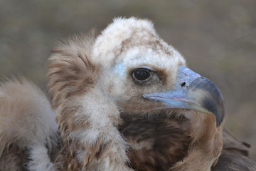 The head of the vulture