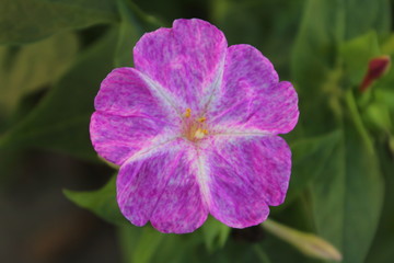 Flores silvestres 