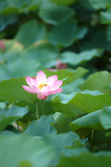 Obraz premium 大賀ハス