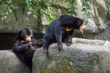 Image of two malayan sun bear relax on the rocks. Wild Animals.