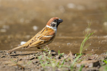 Image of Sparrows are drinking water on the floor. Birds. Animal.