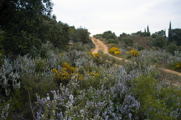 Rosemary field