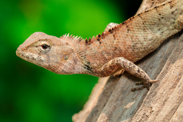 Image of brown chameleon on the tree on the natural background. Reptile. Animal.