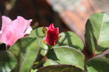 Capullo de rosa