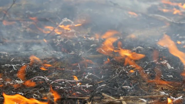 Burning grass and branches close up view. Dangerous wild fire in nature