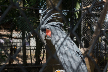 Black cockatoo Probosciger aterrimus Cacatuidae, Phuket Province Thailand