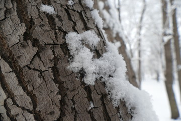 Plants, shrubs and trees covered with fresh snow in the Park