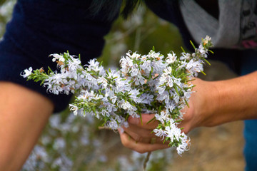 Collecting flowered rosemary