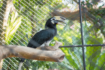 Hornbills Bucerotidae, Phuket Province, Thailand