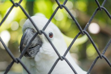 Parrot Cacatua galerita Cockatoo, Phuket Province Thailand