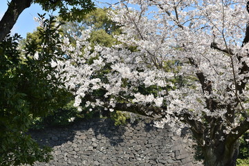 皇居　乾通りの桜