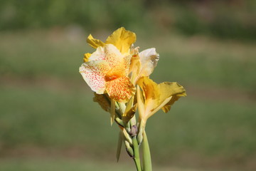 Flores amarillas