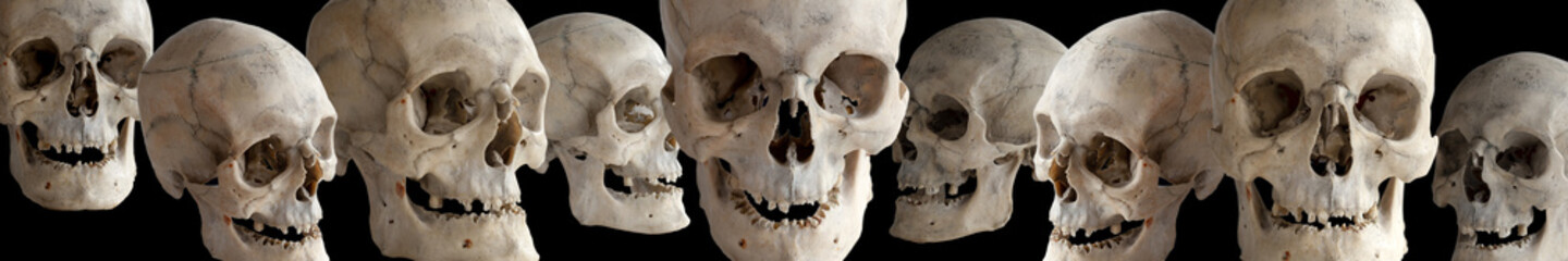 Human skulls at different angles on a black background. The header or footer of the image. Isolated...