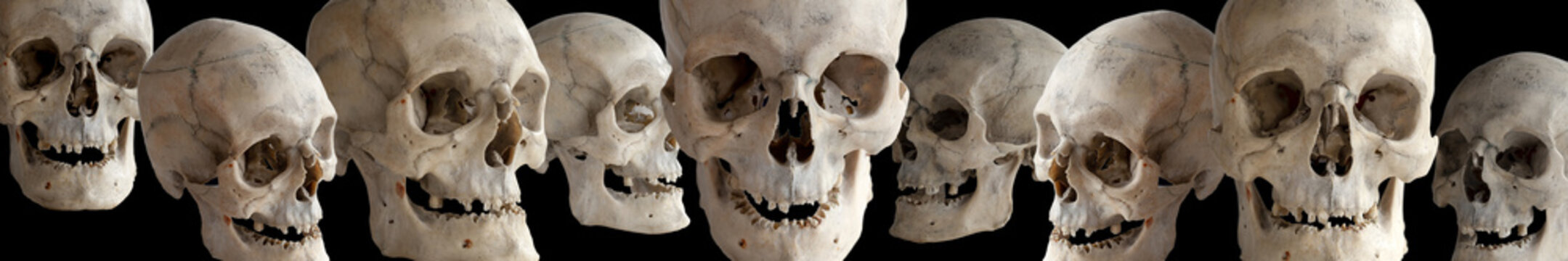 Human skulls at different angles on a black background. The header or footer of the image. Isolated on black.