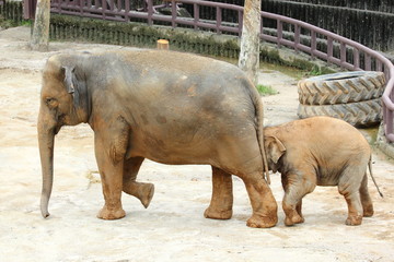 Naklejka premium Mother elephant and baby elephant