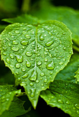 Green leaf with water/rain drops on it - fresh rain on leaf