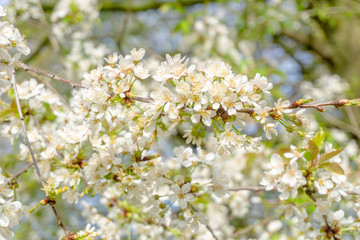 Vogel-Kirsche (Prunus avium) blüht im April.  Blühender Prunus avium Baum im Frühling.  Weiße Blüten einer Vogel-Kirsche. 