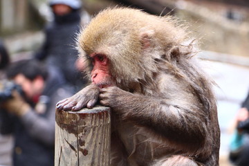 Close up shot of a snow monkey playing on a log
