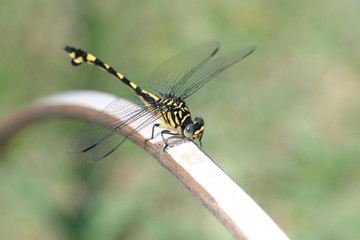 トンボ © 友輔 成清