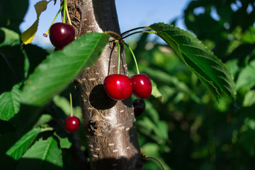 Cherry on the branch grows, ripe red cherry