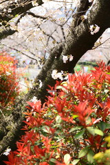Fototapeta premium 桜の古木と赤い葉