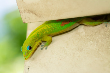 MAYOTTE 25