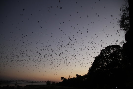 Hpa An (Hpa-An) Cave, Myanmar: Countless Bats swarming out in the evening dusk - Powered by Adobe