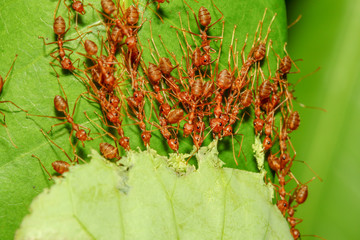 group red ant pull leaf