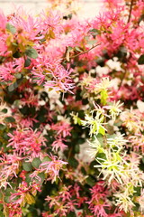 カラフルな花達