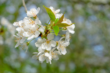 Vogel-Kirsche (Prunus avium) blüht im April.  Blühender Prunus avium Baum im Frühling.  Weiße Blüten einer Vogel-Kirsche. 