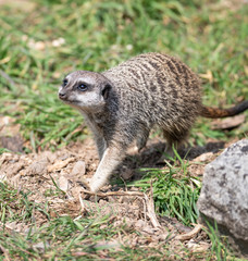 meerkat walking
