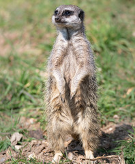 meerkat on guard