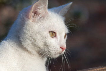 Portrait of Pure White Russian Cat front view