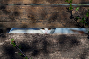 Little White Russian Cat hidding and looking something behind