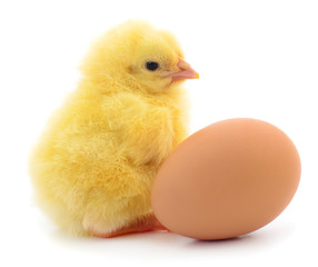 Chicken and egg isolated.