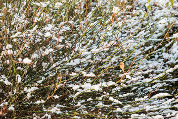 Close-up background material of winter snow-covered flora