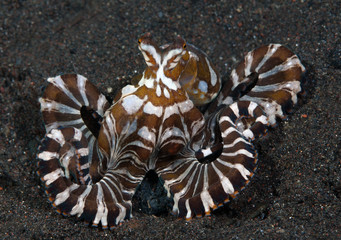 Fototapeta na wymiar Amazing underwater world - Wunderpus octopus - Wunderpus photogenicus. Diving and underwater photography. Tulamben, Bali, Indonesai.