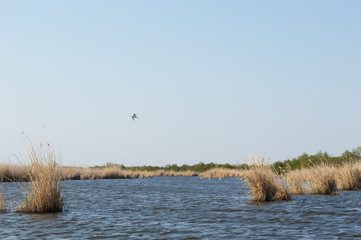 The Heron On The Lake In The Nature Reserve