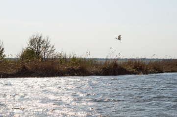 The Heron On The Lake In The Nature Reserve