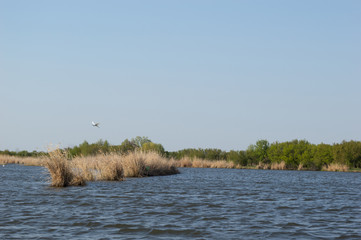 Lake in nature reserve on windy day. Bulrush and herons. Blue sky. Several herons flying over the lake.