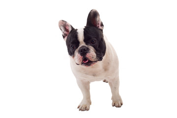 Fototapeta premium French Bulldog